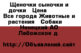 Щеночки-сыночки и дочки › Цена ­ 30 000 - Все города Животные и растения » Собаки   . Ненецкий АО,Лабожское д.